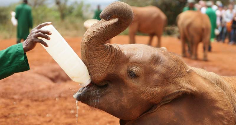 Daphne Sheldrick Elephant Orphanage Day Trip