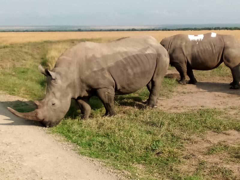 7 Nights 8 Days Hakuna Matata Safari Tour