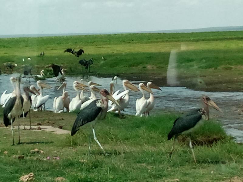 7 Nights 8 Days Hakuna Matata Safari Tour