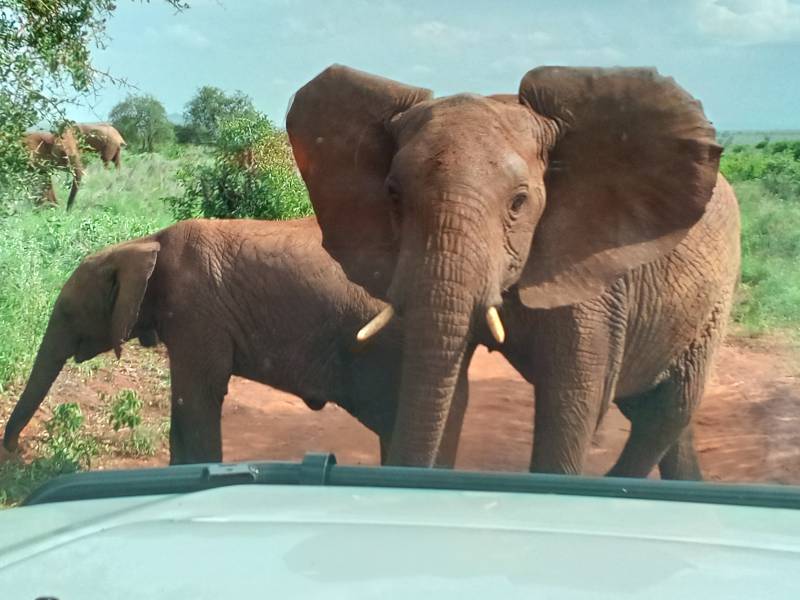 7 Nights 8 Days Hakuna Matata Safari Tour