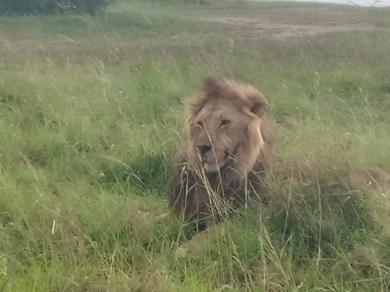 7 Nights 8 Days Hakuna Matata Safari Tour