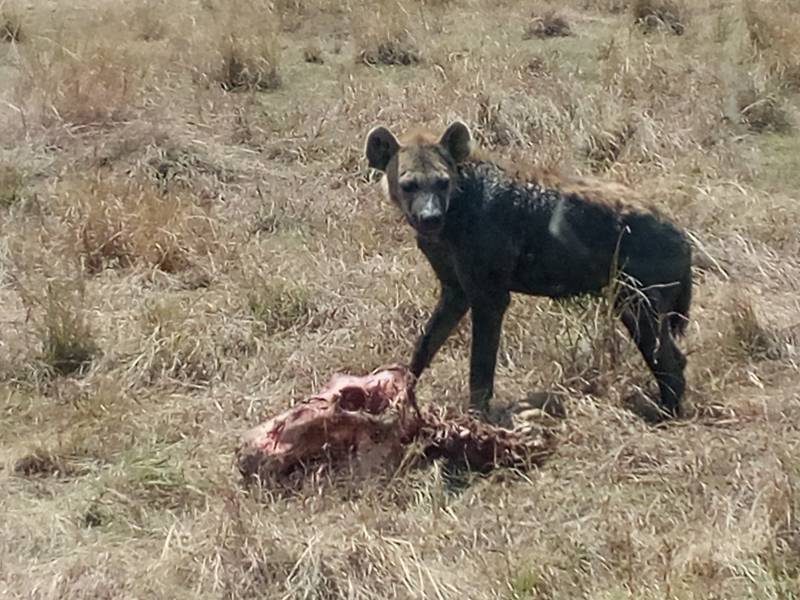 7 Nights 8 Days Hakuna Matata Safari Tour