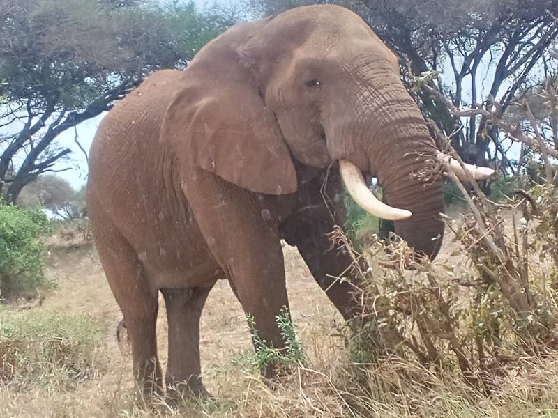 7 Nights 8 Days Hakuna Matata Safari Tour