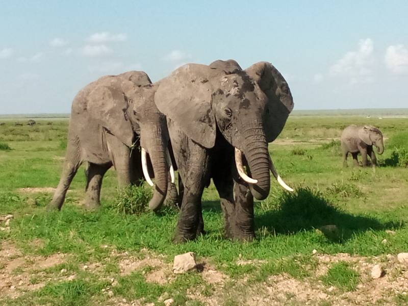 6 night 7 days Tsavo East and Amboseli National Park Tour