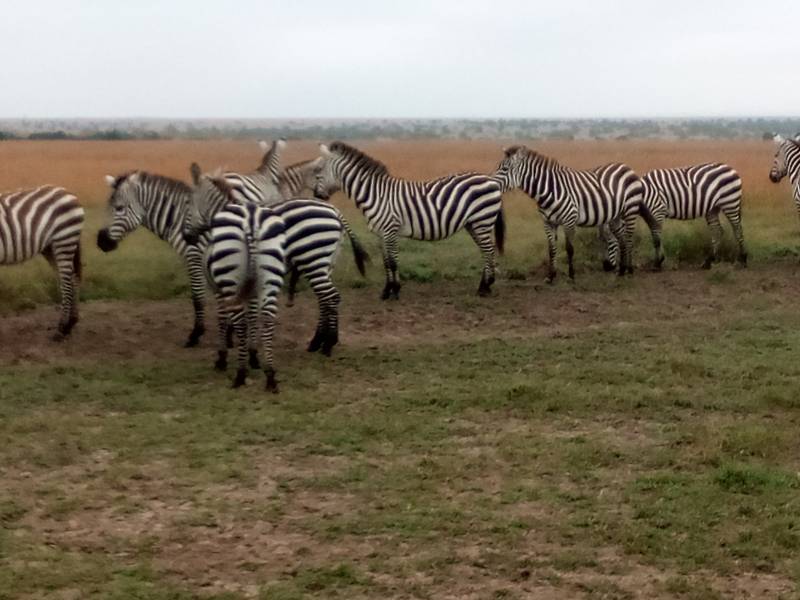 6 night 7 days Tsavo East and Amboseli National Park Tour
