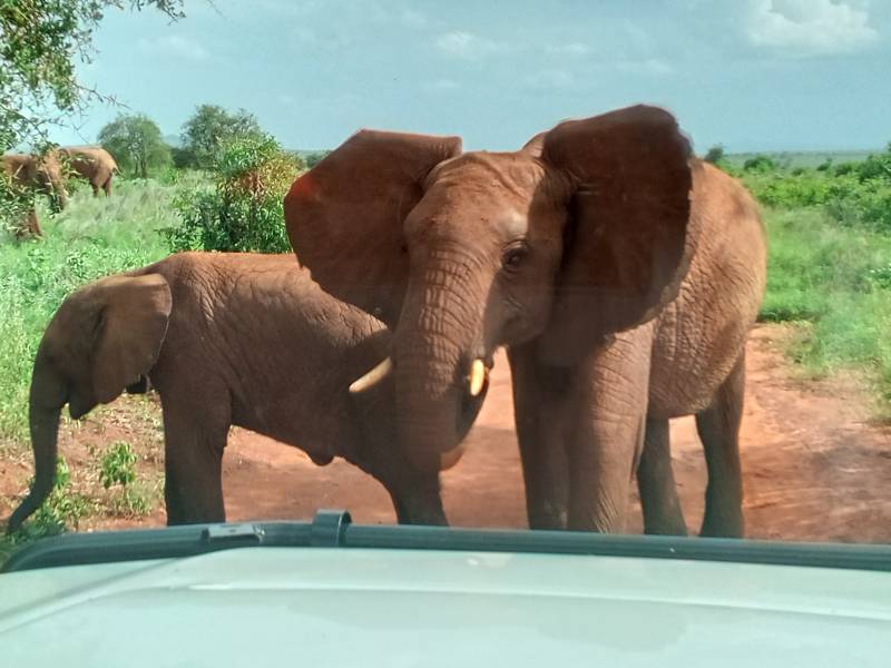 6 night 7 days Tsavo East and Amboseli National Park Tour