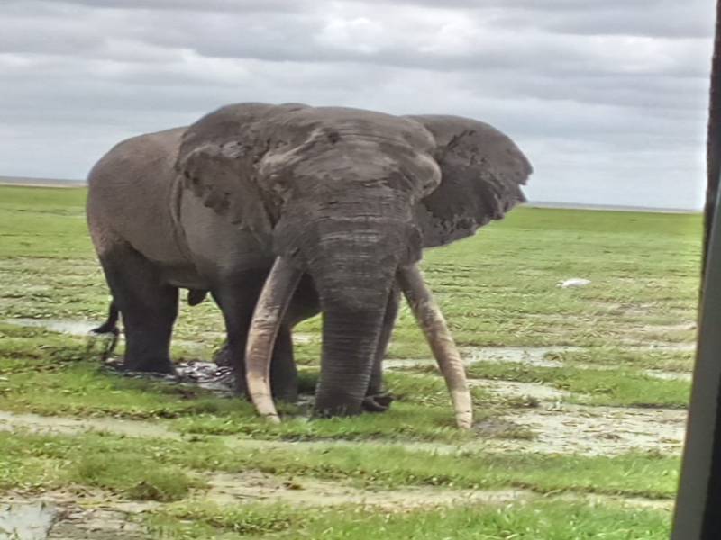 9 nights  10 Days safari