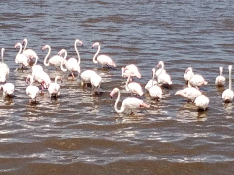 9 nights  10 Days safari