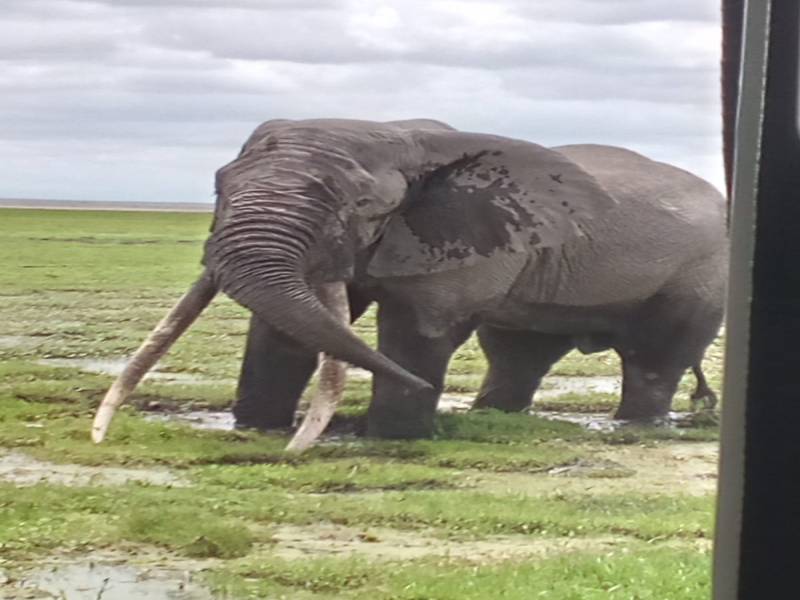 9 nights  10 Days safari