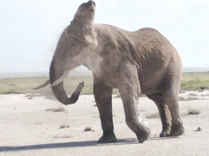 9 Nights 10 Days Safari Starting from Mombasa