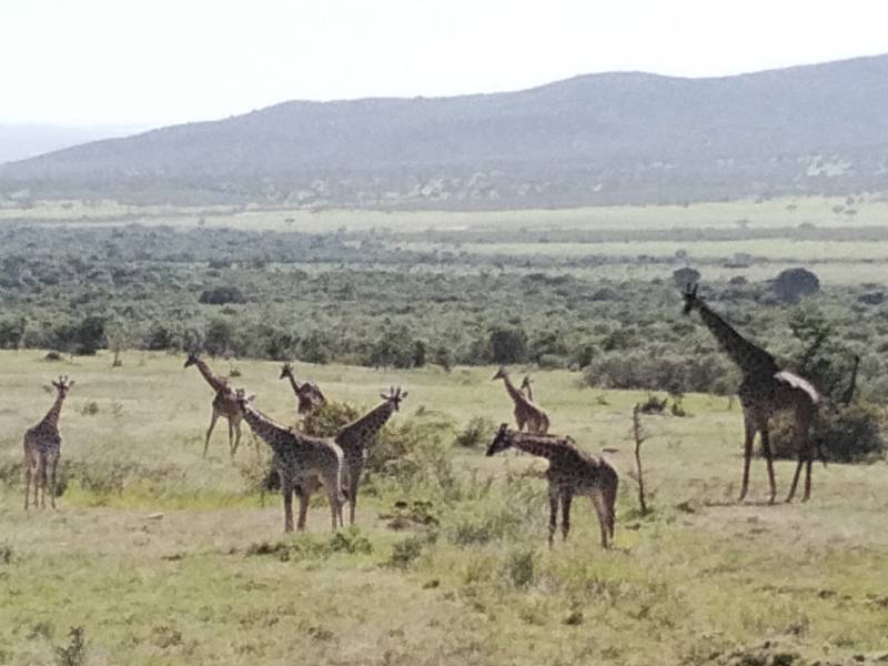 9 Nights 10 Days Safari Starting from Mombasa