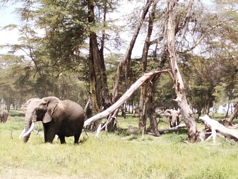 9 Nights 10 Days Safari Starting from Mombasa