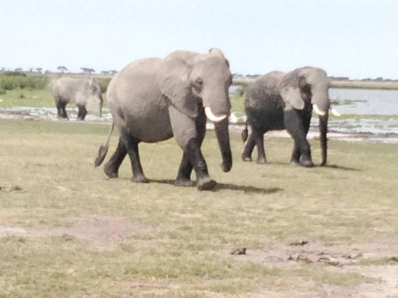 9 Nights 10 Days Safari Starting from Mombasa