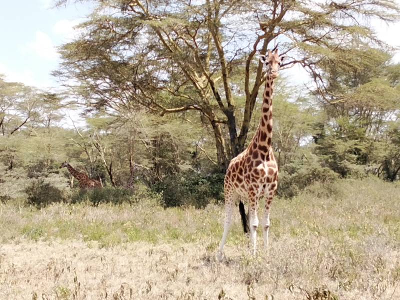 7  Nights 8 Days safari starting from Nairobi