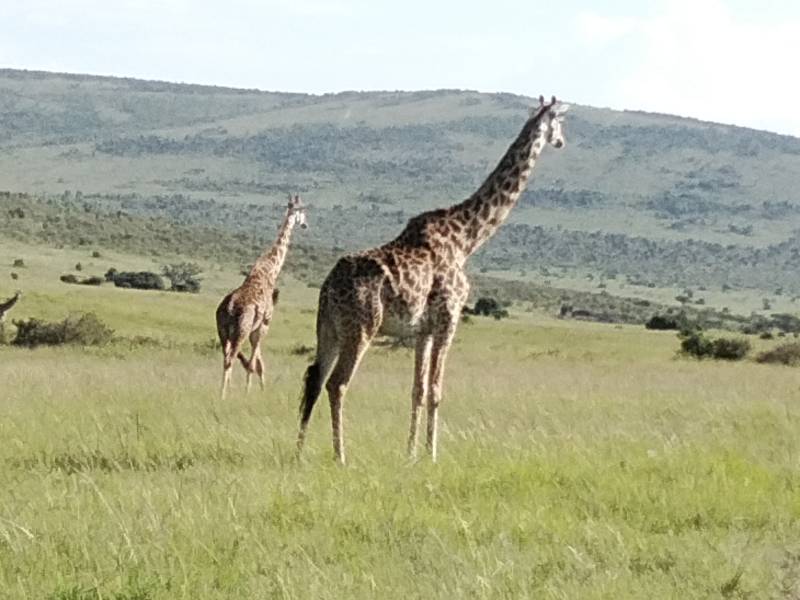 7  Nights 8 Days safari starting from Nairobi