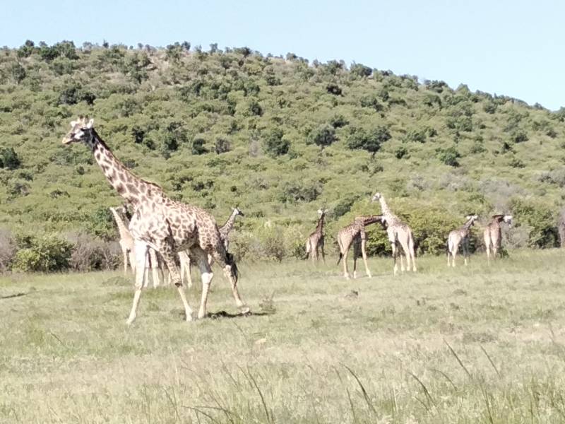 7  Nights 8 Days safari starting from Nairobi