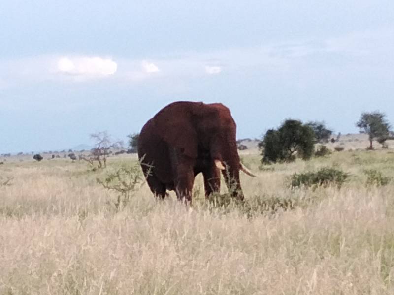 7  Nights 8 Days safari starting from Nairobi