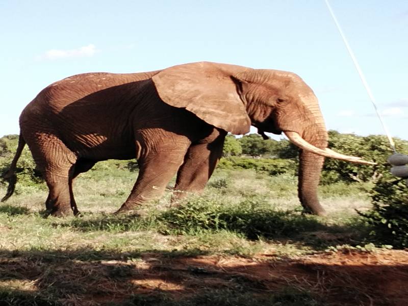 2 Nights 3Days   Safaris starting from Mombasa