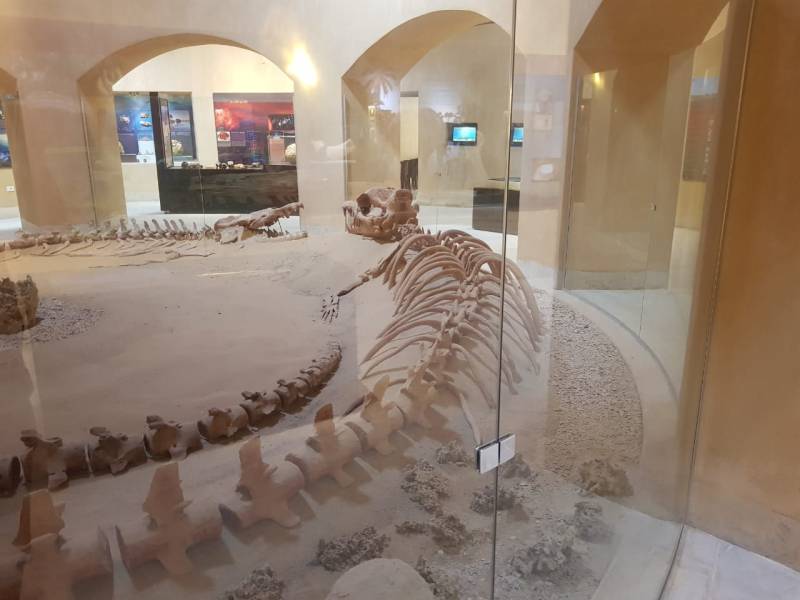 4 Days Private Package To Giza & Alexandria & Cairo & Fayoum