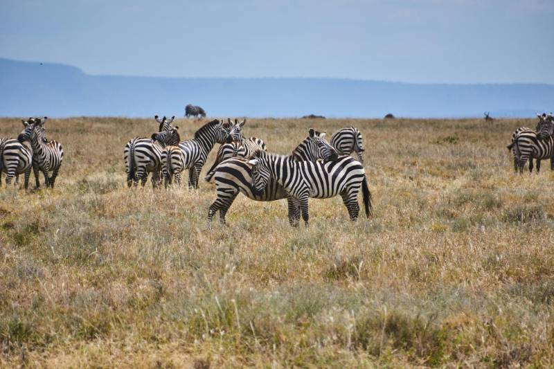 3-Nights, 4-Days Luxury Safari In Masai Mara