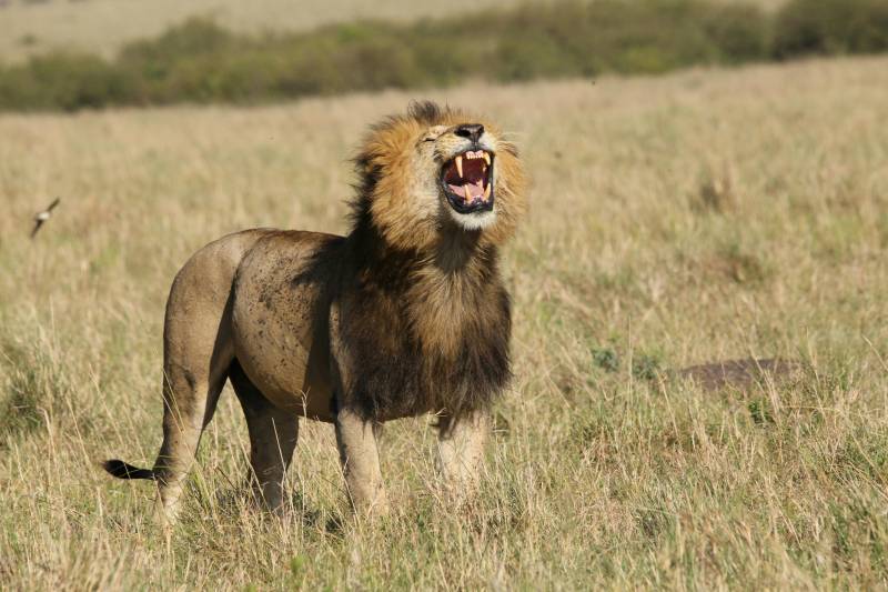 3-Nights, 4-Days Luxury Safari in Masai Mara