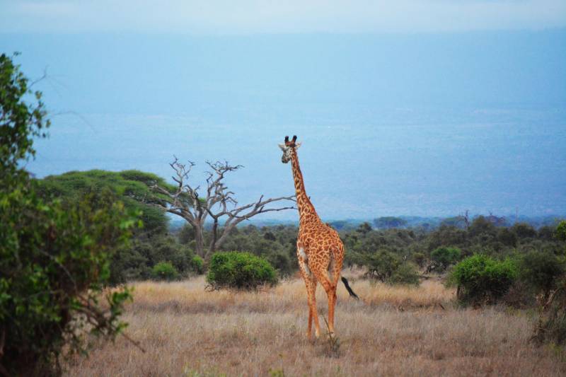 Ultimate 3-Day Masai Mara Safari - Experience Kenya Wildlife Wonderland