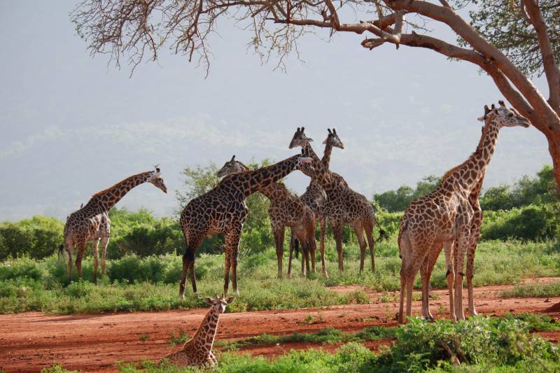 Ultimate 3-Day Masai Mara Safari - Experience Kenya Wildlife Wonderland