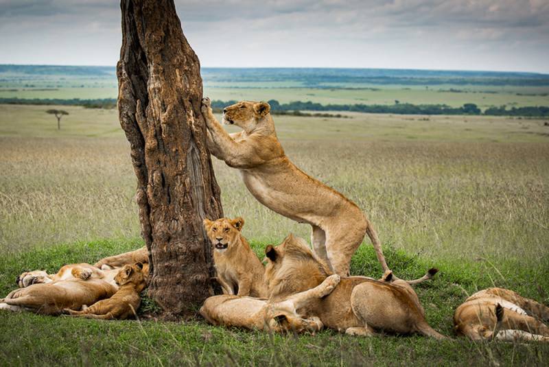 8-Day Lake Naivasha, Amboseli, Tsavo & Diani Beach Escape