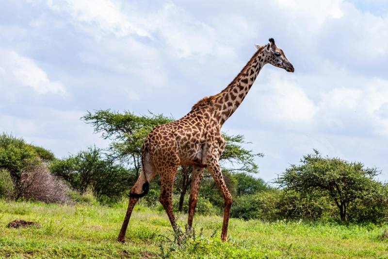 8-Day Lake Naivasha, Amboseli, Tsavo & Diani Beach Escape
