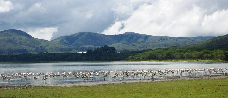 7-Day Amboseli, Maasai Mara, Lake Nakuru, and Lake Naivasha Luxury Safari Tour