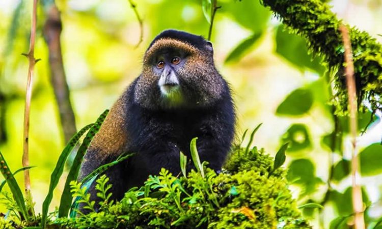 10 Nights, 11 Days Kenya to Uganda Tour Adventure