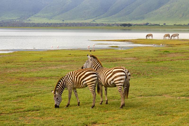 6 Nights, 7-Day Lake Nakuru, Maasai Mara, Serengeti NP, And Ngorongoro Crater Tour