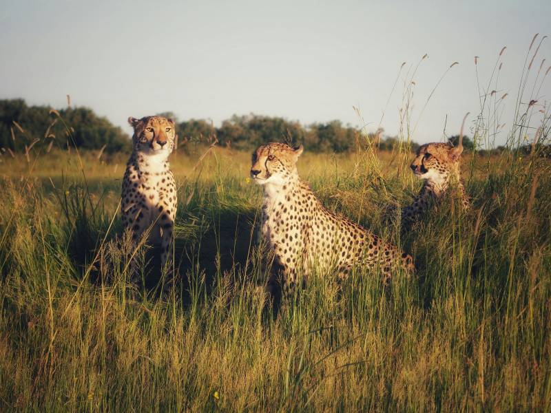 6 Nights, 7-Day Lake Nakuru, Maasai Mara, Serengeti NP, and Ngorongoro Crater Tour