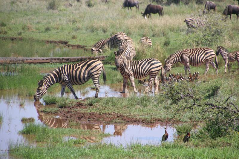 6 Nights, 7-Day Lake Nakuru, Maasai Mara, Serengeti NP, and Ngorongoro Crater Tour