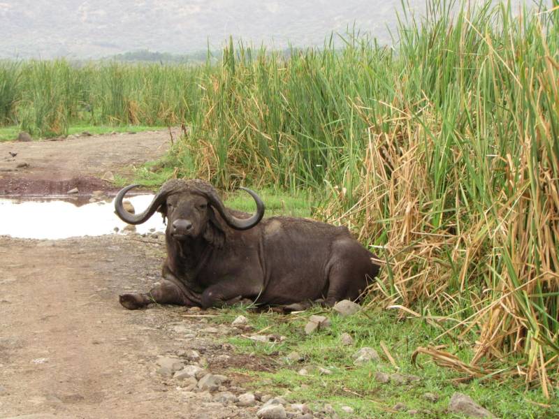 6 Nights, 7-Day Lake Nakuru, Maasai Mara, Serengeti NP, and Ngorongoro Crater Tour