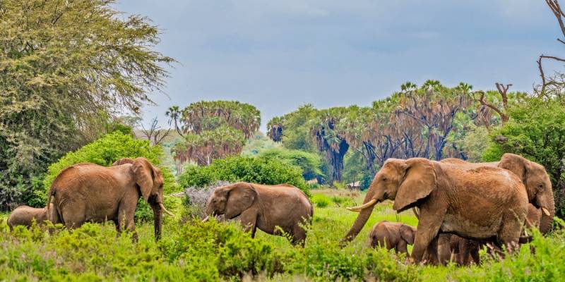 6 Nights, 7 Days Kenya Classic Wilderness Safari From Savannas to Highlands