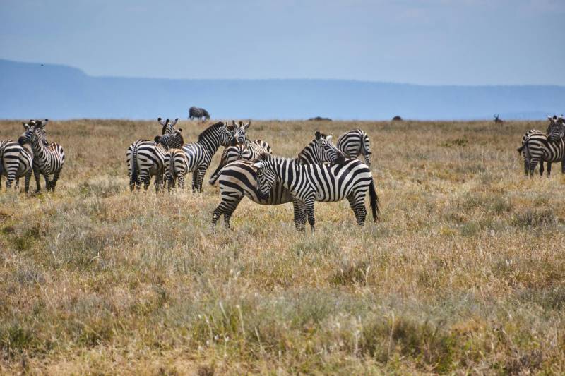 5 Nights, 6 days Amboseli NP, Masai Mara NR and Lake Nakuru NP Mid-range Tour