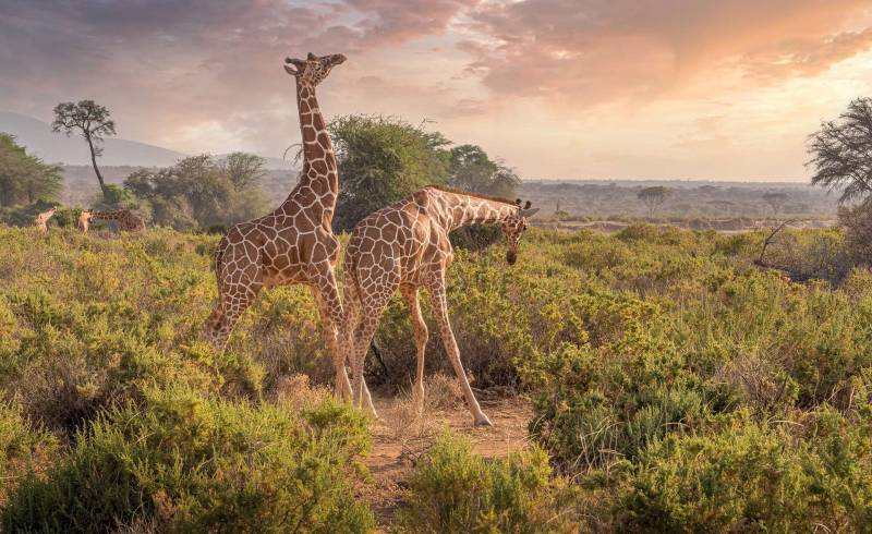 2 Nights, 3 Days,  Northern Kenya Adventure