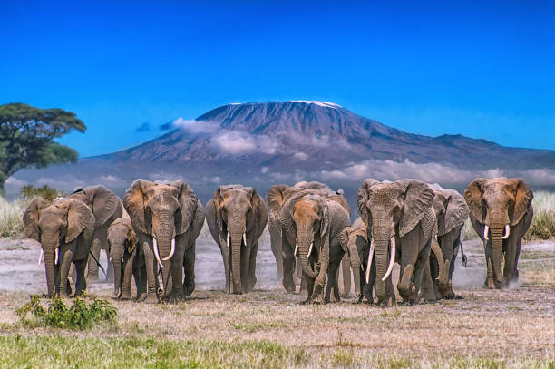 2-Days Amboseli Wildlife Adventure