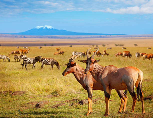 2-Days Amboseli Wildlife Adventure