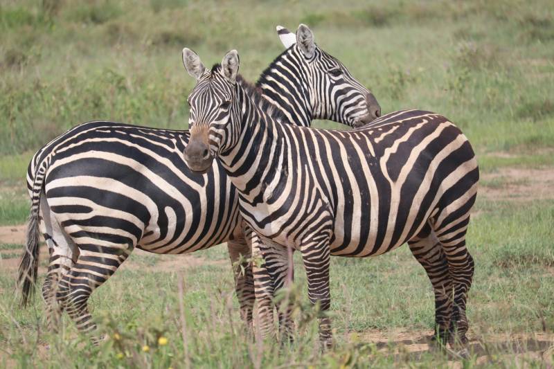 3-Day Nairobi National Park And Sheldrick Wildlife Trust Adventure