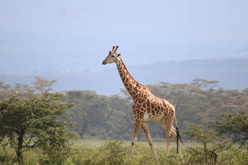 3-Day Nairobi National Park and Sheldrick Wildlife Trust Adventure
