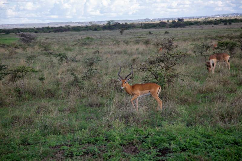 3-Day Nairobi National Park and Sheldrick Wildlife Trust Adventure