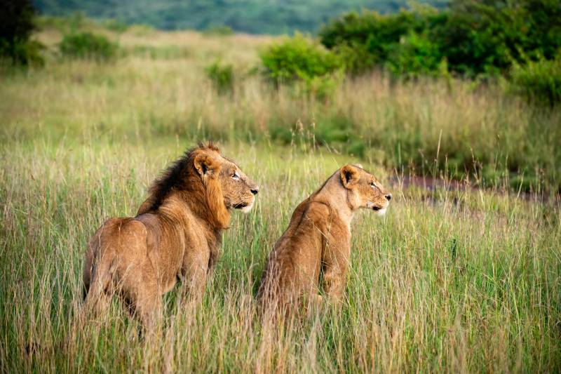 3-Day Nairobi National Park and Sheldrick Wildlife Trust Adventure