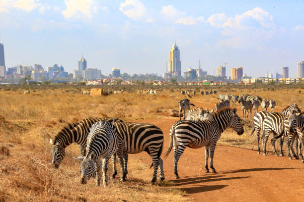 3-Day Nairobi National Park and Sheldrick Wildlife Trust Adventure