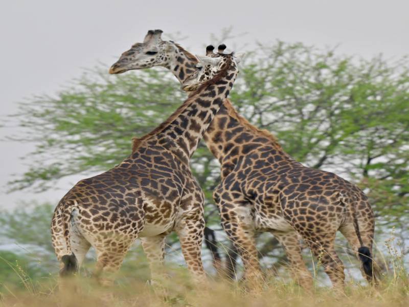5-Day Exquisite Wilderness Safari