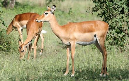 3-Day Wild Wonders in Tanzania