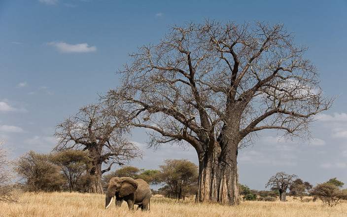 Midrange Safari Tarangire, Manyara & Ngorongoro