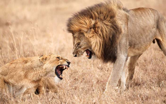 Midrange Safari Tarangire, Manyara & Ngorongoro