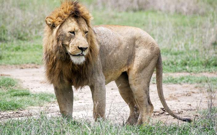 Midrange Safari Tarangire, Manyara & Ngorongoro